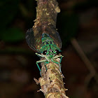Emerald Cicada