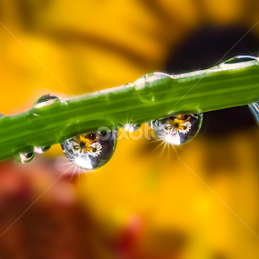 Reunion by Karen Celella - Nature Up Close Natural Waterdrops