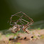 Linyphiidae Spiders - Mating