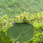 Moth & caterpillar