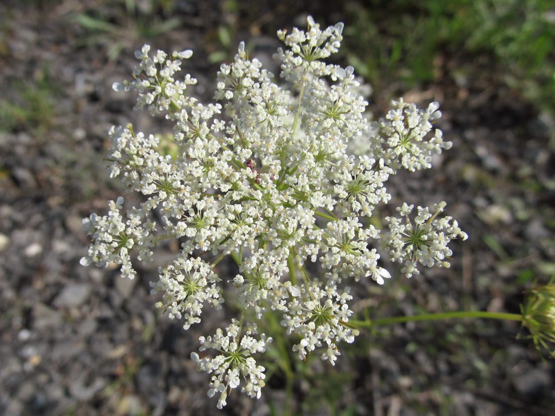 Queen Anne's Lace (Wild Carrot)