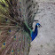 Indian Peafowl