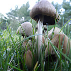 Panaeolus Mushroom