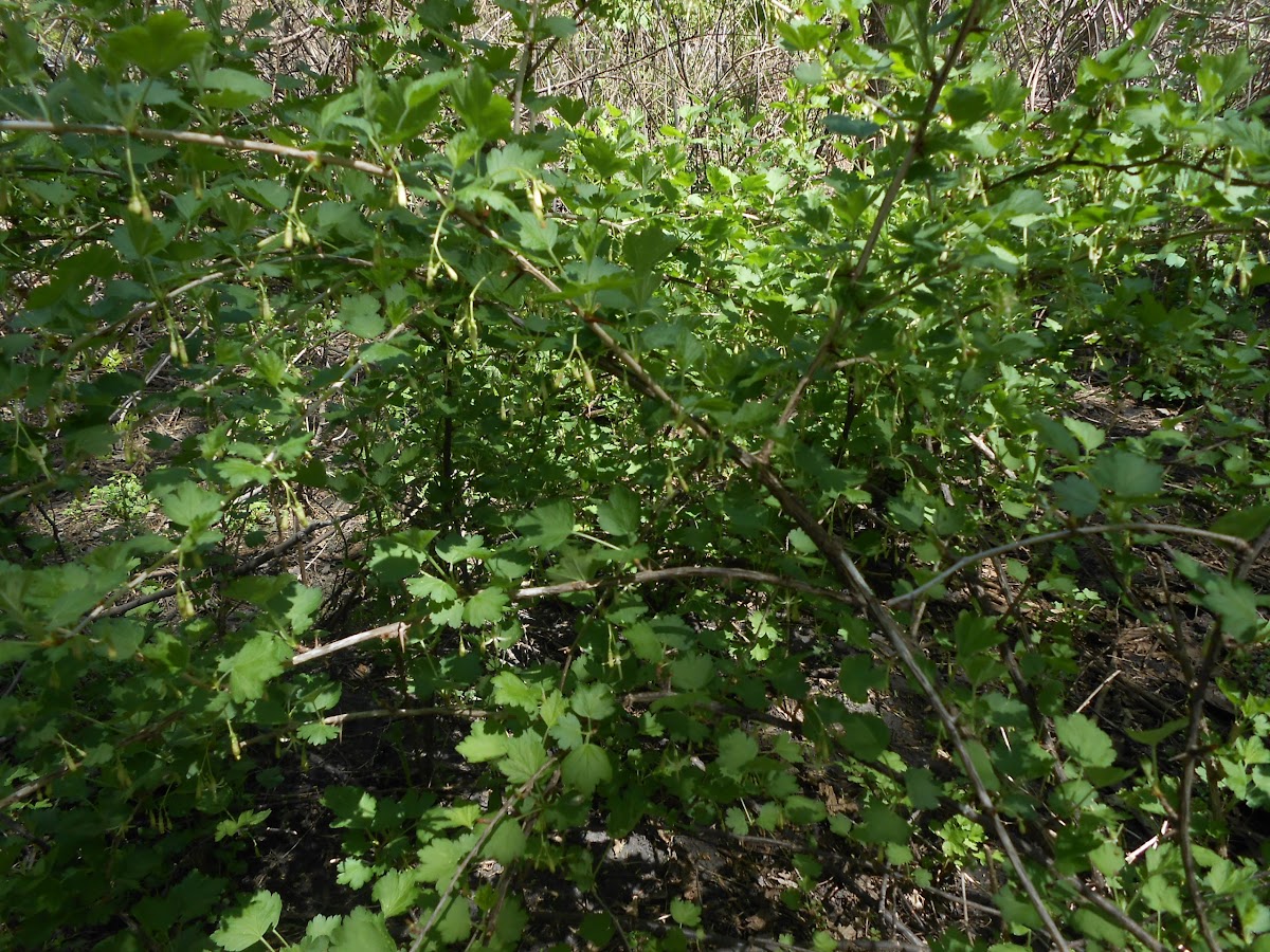 Gooseberry Bush