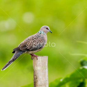 Spotted Dove by Yunus Mony - Animals Birds