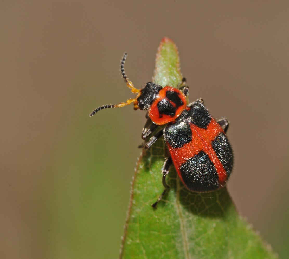 Red cross beetle (female)