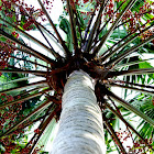 Round-leaf Fountain Palm