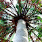 Round-leaf Fountain Palm