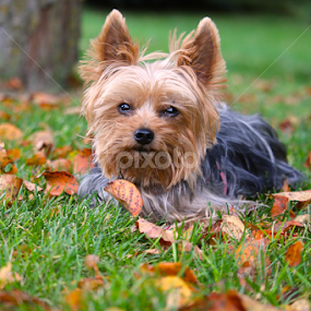 It's Autumn  by Sydney Rohmann - Animals - Dogs Portraits