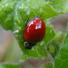 Western Blood-Red Lady Beetle