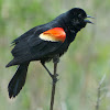 Red-winged Blackbird (male, calling)