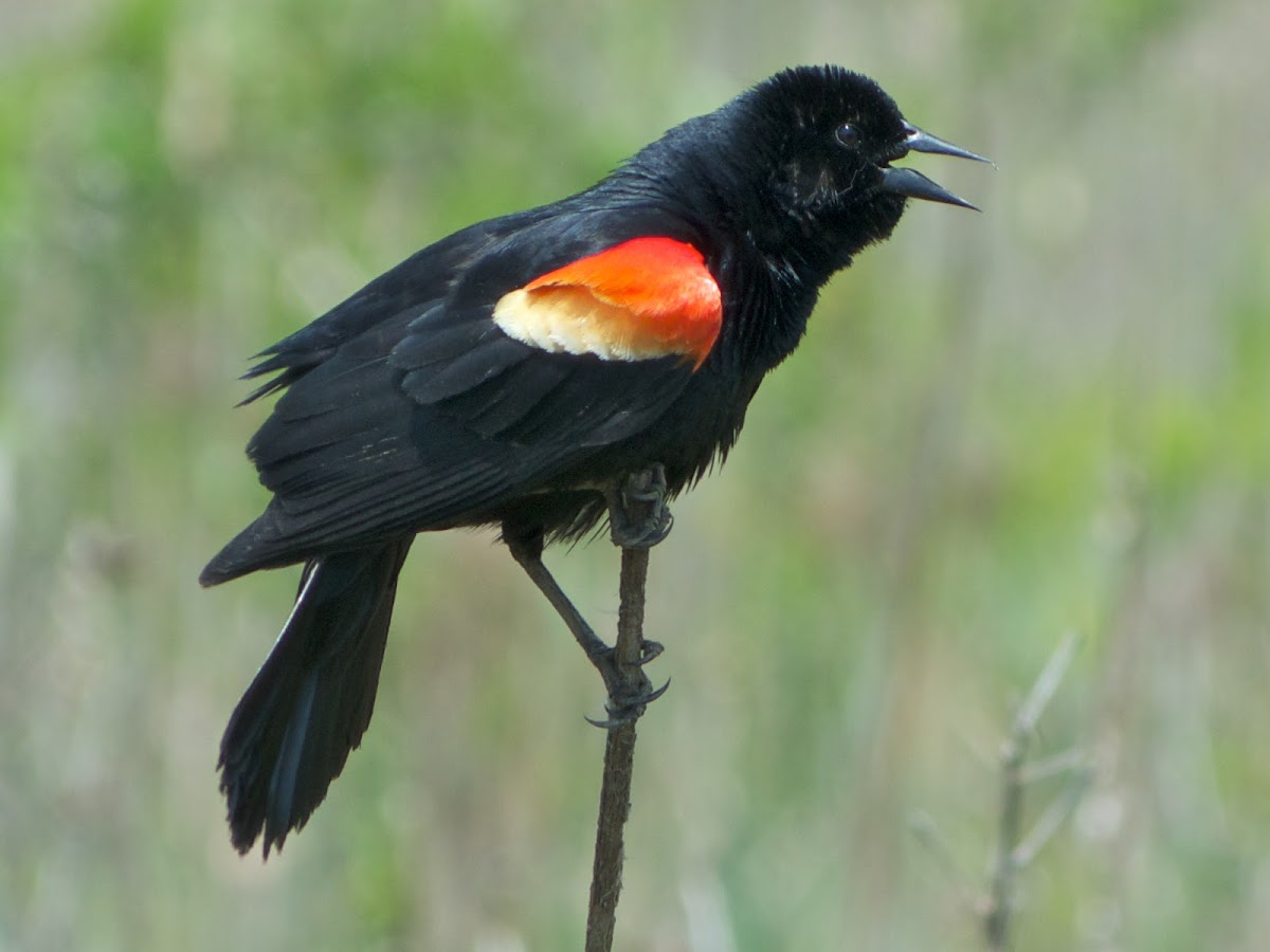 Red-winged Blackbird (male, calling)