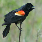Red-winged Blackbird (male, calling)