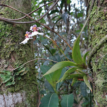 Wild and naturalized orchids of Puerto Rico