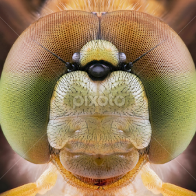 FRONTAL by Robert  Fly - Animals Insects & Spiders