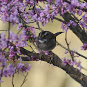 White-throated Sparrow in RedBud Tree