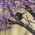 White-throated Sparrow in RedBud Tree