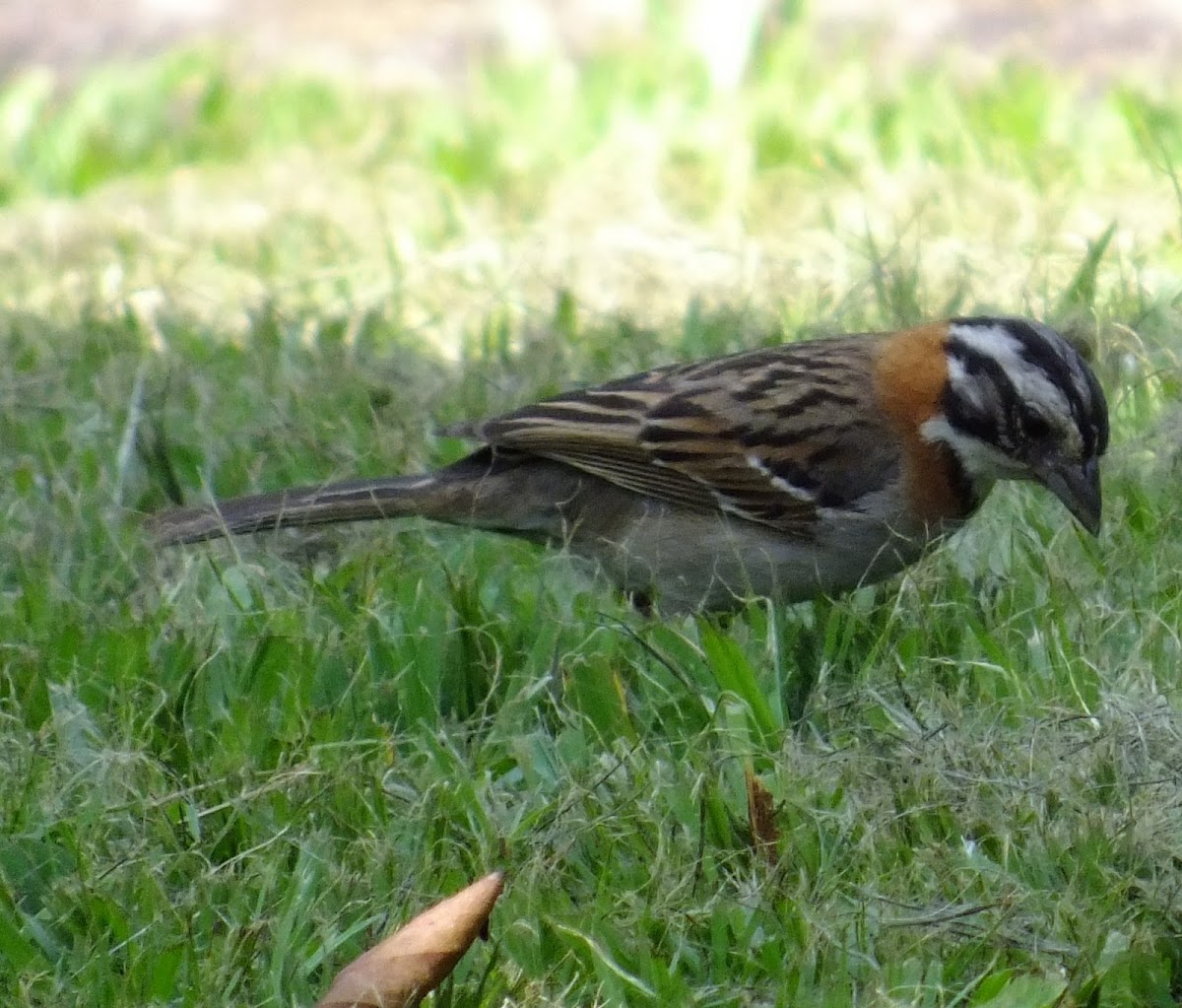 Rufous-collared Sparrow, Tico-Tico(Brazil)
