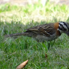 Rufous-collared Sparrow, Tico-Tico(Brazil)