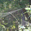 Orb Spider Web