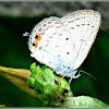 Oriental Gram Blue Butterfly
