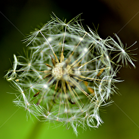 by Jose De La Cruz - Nature Up Close Gardens & Produce