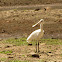 Yellow-billed Spoonbill