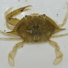 Juvenile Blue Swimmer Crab