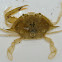 Juvenile Blue Swimmer Crab