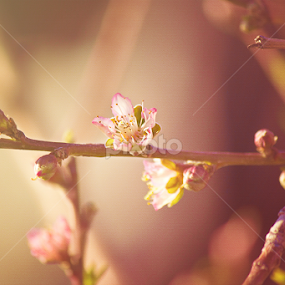 My grandmas tree is blooming by Daisy Palafox - Nature Up Close Trees & Bushes