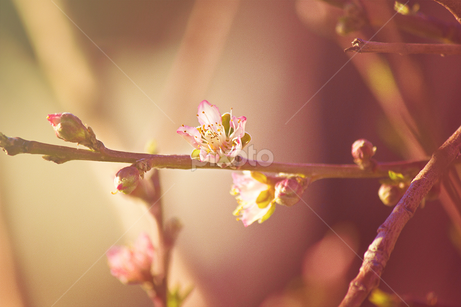 My grandmas tree is blooming by Daisy Palafox - Nature Up Close Trees & Bushes