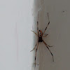 Male brown widow