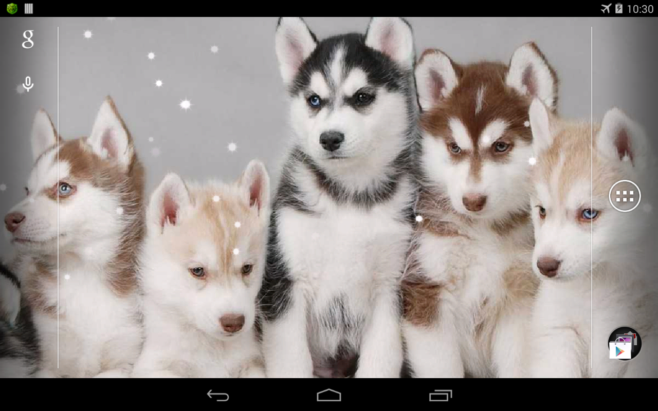 Husky Live Wallpaper Apl Android Di Google Play