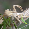 V shaped crab spider