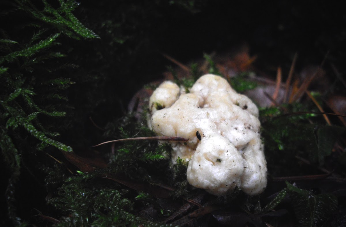 White Witch's Butter