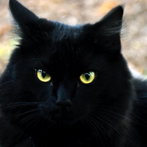 免費下載個人化APP|Black Cat Live Wallpaper app開箱文|APP開箱王