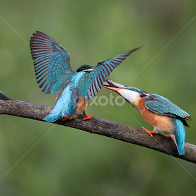 Kingfisher by Matteo Chinellato - Animals Birds