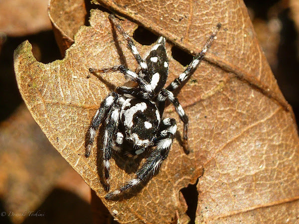 Jumping spider | Project Noah