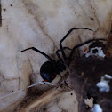 Southern Black Widow