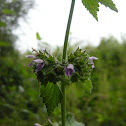 Spotted Nettle