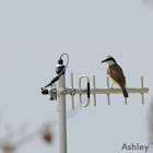 Great Kiskadee