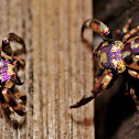 Purple-Gold Jumping Spider
