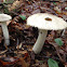Platterful mushroom