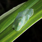 leaf frog