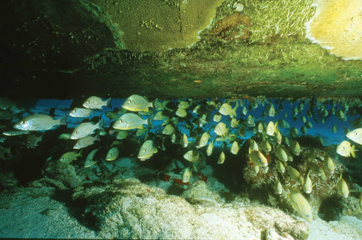 fish-Bermuda - A school of tropical fish in Bermuda. Snorkeling and scuba diving are popular activities during a cruise shore excursion. 