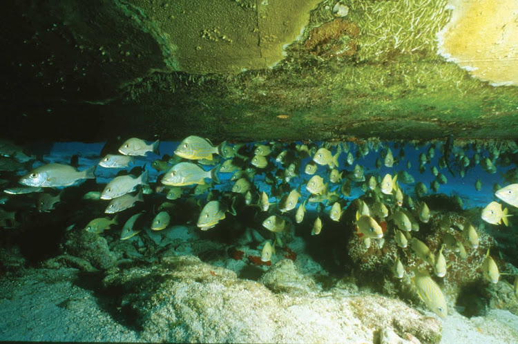 A school of tropical fish in Bermuda. Snorkeling and scuba diving are popular activities during a cruise shore excursion. 