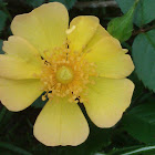 Yellow groundcover rose.