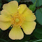Yellow groundcover rose.