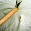 White Anthurium, Flamingo Flower, Boy Flower