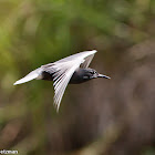 Black Tern